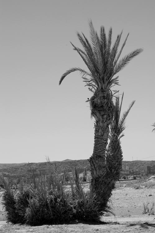 w-Maroc1_455NB